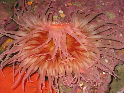 red anemone taken in the aquarium at the California Academy of Arts and Sciences in San Francisco