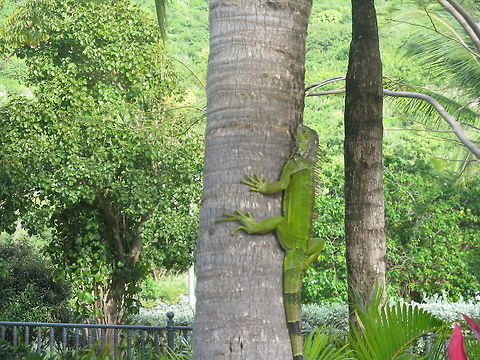 Green iguana on tree, Saint Martin this was taken in French St.Martin the French West Indies. I think its a type of iguana like I have photographed before but its seems slightly different, Green iguana,Iguana iguana
