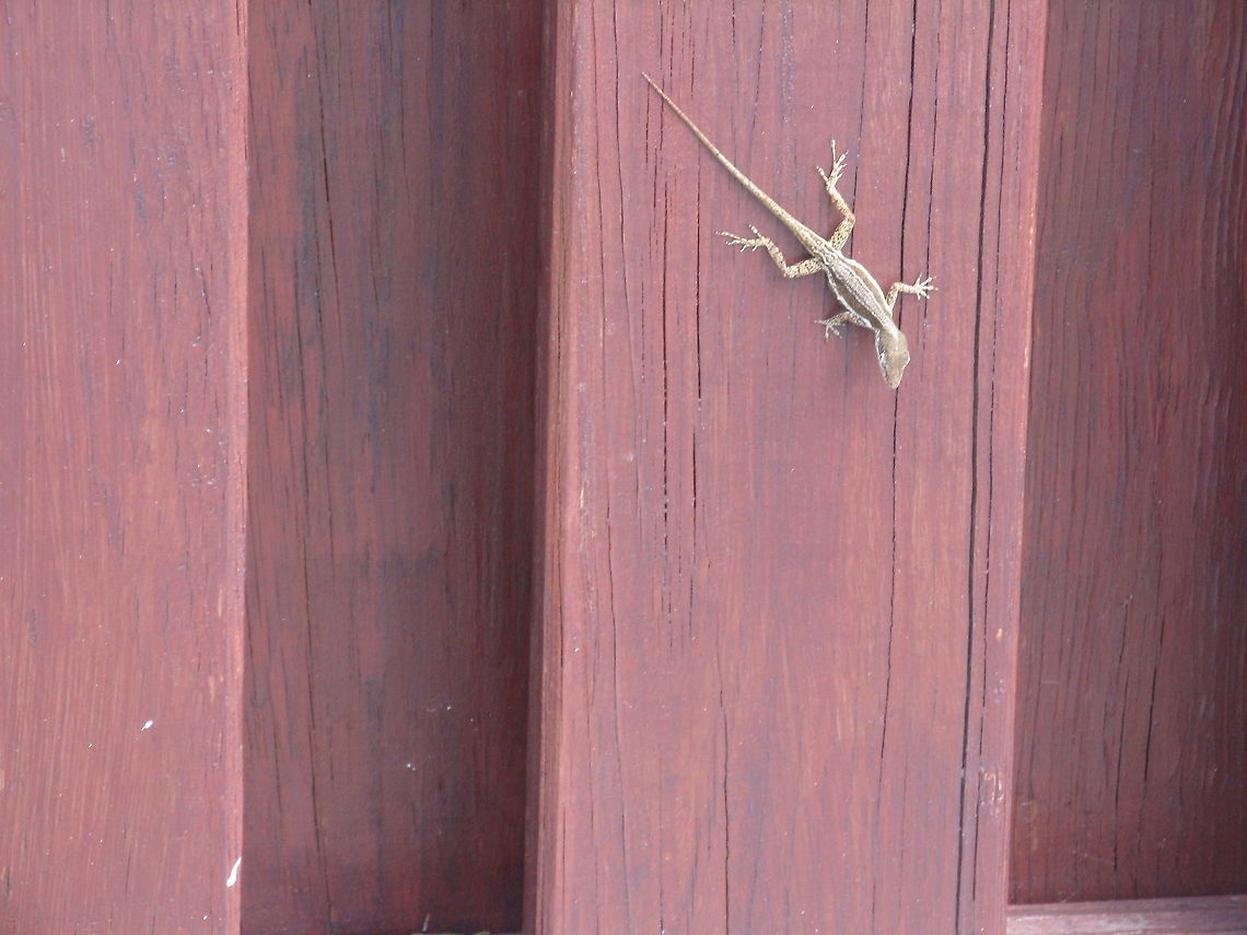 Anguilla Bank anole, Saint Martin I think this is a type of gecko but am not sure. I saw these all over the Caribbean but especially in French St.Martin near the water. Anguilla Bank anole,Anolis gingivinus