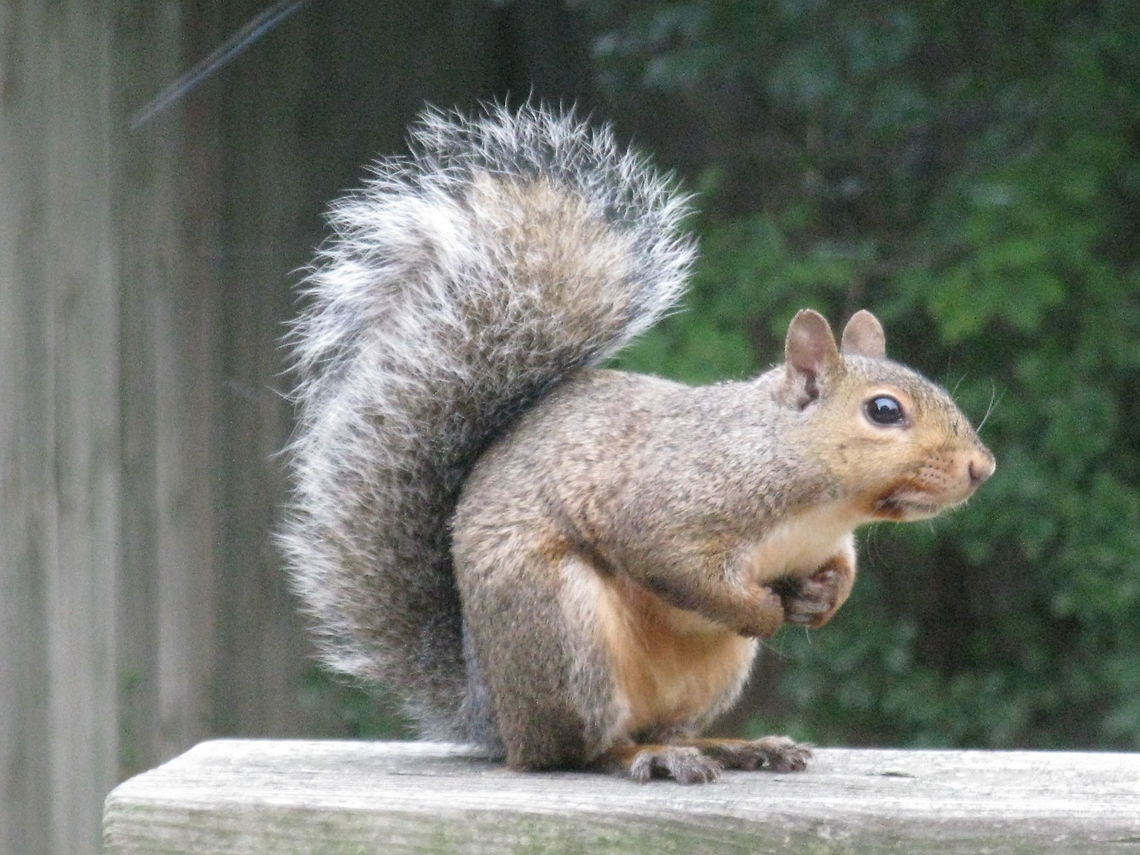 Eastern gray squirrel, United States of America this was taken outside my house in Chicago IL  USA and I know its a type of squirrel but does anyone know the exact type? Eastern gray squirrel,Sciurus carolinensis