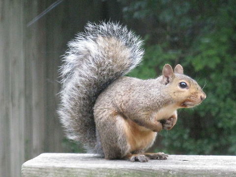 Eastern gray squirrel, United States of America this was taken outside my house in Chicago IL  USA and I know its a type of squirrel but does anyone know the exact type? Eastern gray squirrel,Sciurus carolinensis