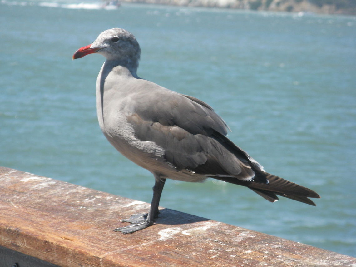 Seagull, Pacific Ocean in San Francisco this seems like a type of seagull and I found it at the Pacific Ocean in San Francisco last summer. Heermanns gull,Larus heermanni,gulls