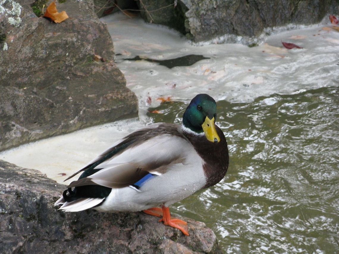 Botanic_Garden_Photos_051 this was taken in Chicago IL USA and I wanted to know what type of wild duck this is. Anas platyrhynchos,Mallard