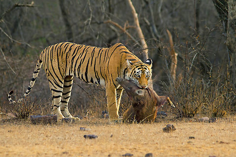 'Law Of The Jungle' - Royal Bengal Tiger with Wild-Boar Kill, taken at Ranthambore, Rajasthan, India Tigress with Kill. One of the most thrilling and mesmerizing moment for me.This is Tigress Lightning, one of T-19's Cubs from Zone 3 Ranthambore. She had killed a female wild-boar in the morning. We followed this Tigress for more than half an hour and got the sequence of her dragging the kill. Bengal tiger,Geotagged,India,Panthera tigris tigris,Spring,Tiger,Tiger with kill
