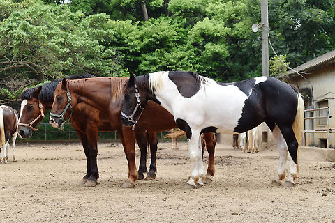 Horses  Domestic horse,Equus ferus caballus