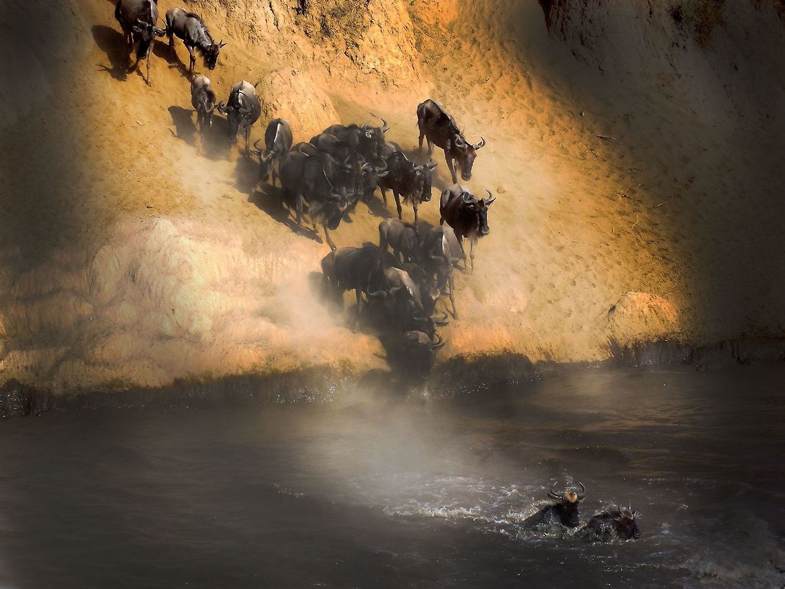 Wildebeest crossing            Blue wildebeest,Connochaetes taurinus