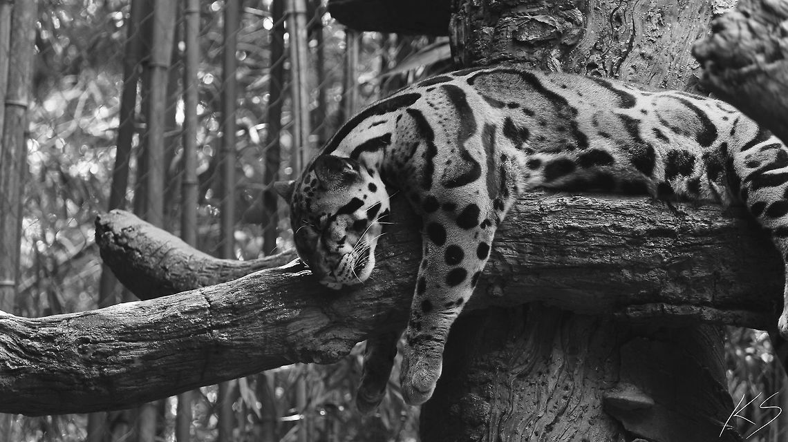 Clouded Leopard A clouded leopard taking a nap on a tree branch. Clouded leopard,Geotagged,Neofelis nebulosa,Summer,United States,zoo