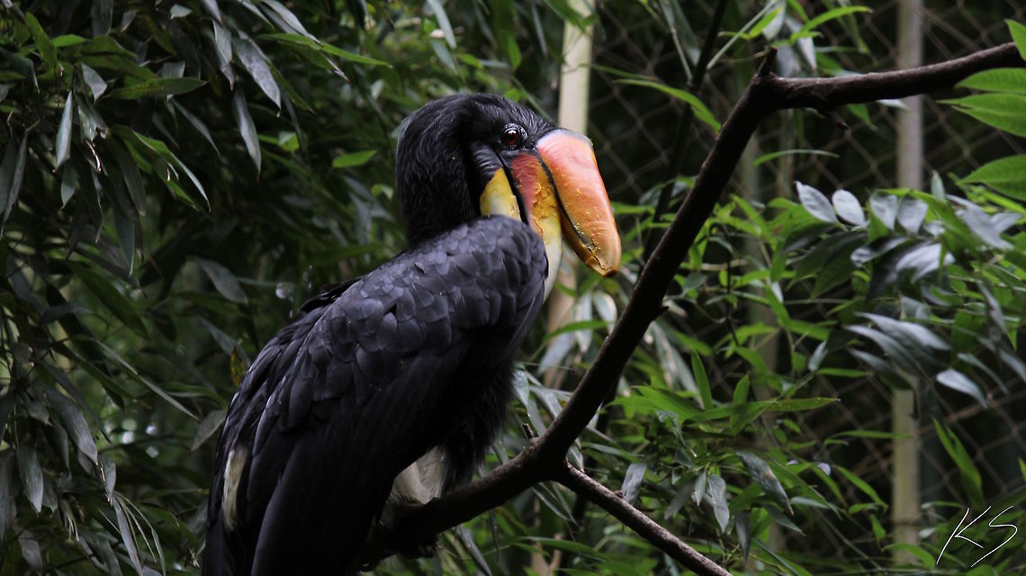 Rhinoceros Hornbill A rhinoceros hornbill striking a pose. Buceros rhinoceros,Geotagged,Rhinoceros Hornbill,Summer,United States,zoo