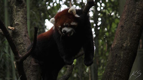 Red Panda A red panda chilling on a branch on a hot day with it's tongue out. Ailurus fulgens,Geotagged,Red panda,Summer,United States,zoo