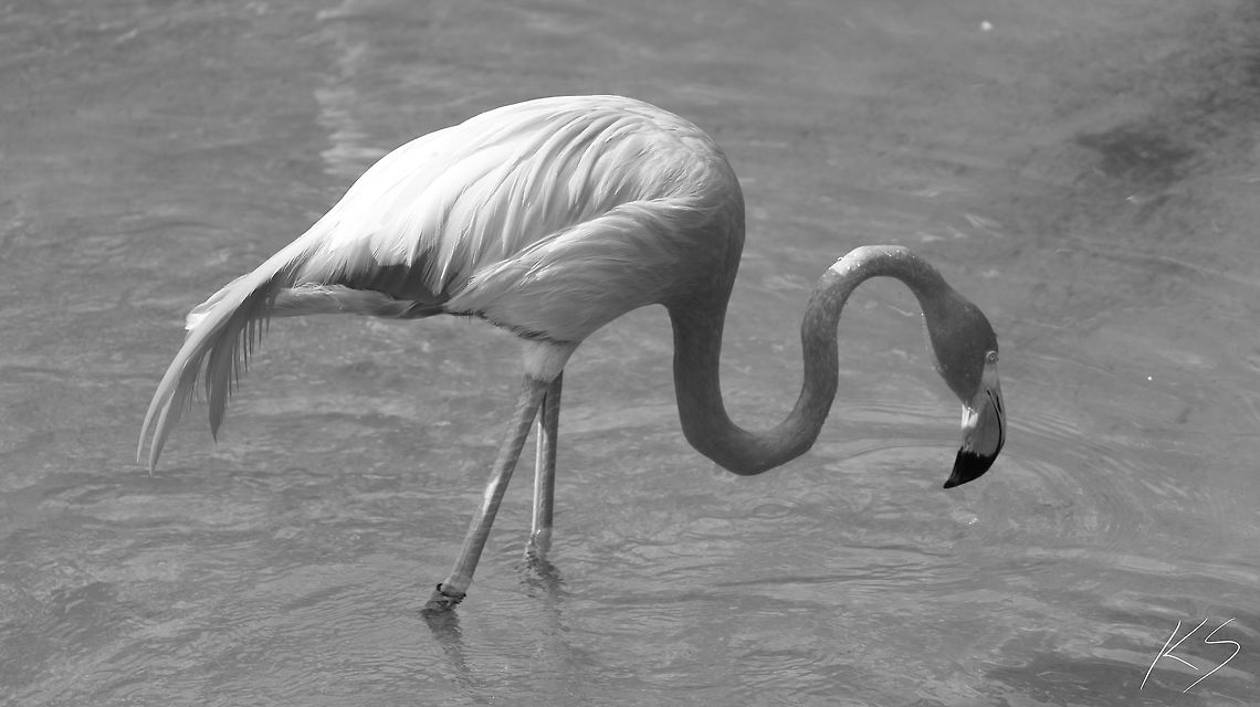 Caribbean Flamingo A caribbean flamingo in water.<br />
 American Flamingo,Geotagged,Phoenicopterus ruber,Summer,United States,zoo