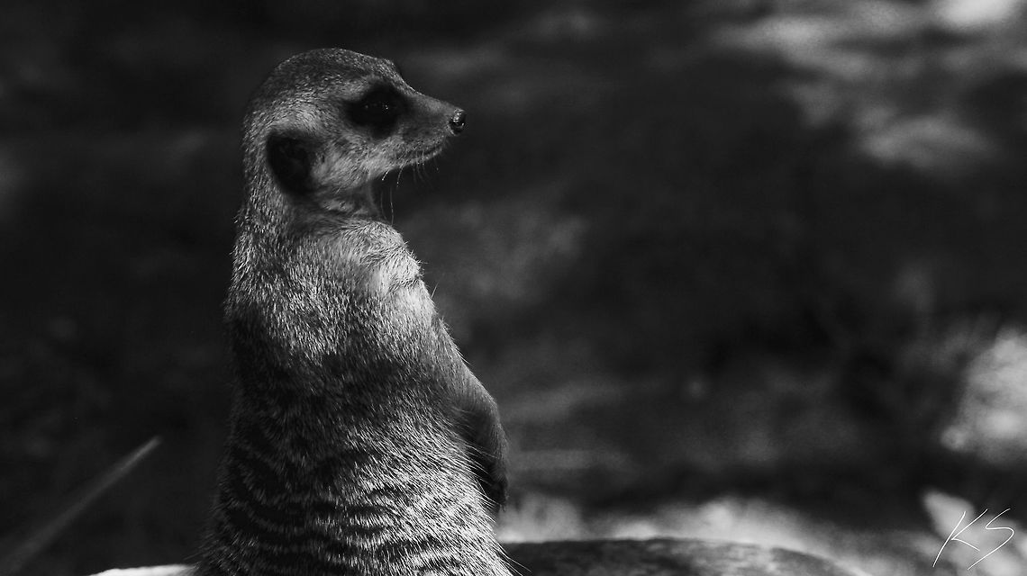 Meerkat A meerkat posing for me. Geotagged,Meerkat,Summer,Suricata suricatta,United States,zoo
