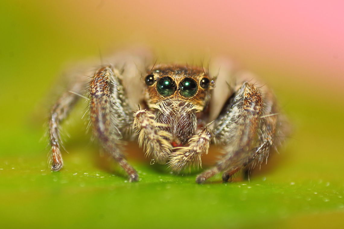 Jumping spider at Bhopal, Madhya Pradesh, India It was a rainy day and I set off from my house to capture some insects in my camera. After about half abd hour, I saw this beautiful Jumping spider of hardly 1cm size enjoying rain on a leaf. And that was when I captured this picture jumping