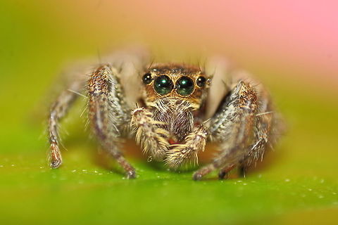 Jumping spider at Bhopal, Madhya Pradesh, India It was a rainy day and I set off from my house to capture some insects in my camera. After about half abd hour, I saw this beautiful Jumping spider of hardly 1cm size enjoying rain on a leaf. And that was when I captured this picture jumping
