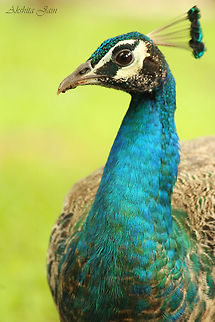 Beautiful Indian Peahen at Madhya Pradesh, India It was raining heavily and I could find no birds. Then came the most beautiful Peahen I ever saw Indian Peacock,Indian peafowl,Pavo cristatus,canon 250mm 1200d,india,indian national bird,peahen