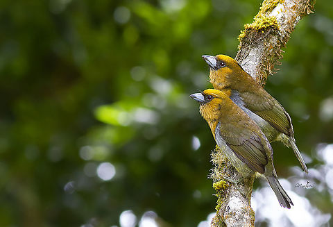 Semnornis frantzii  Prong-billed barbet,Semnornis frantzii