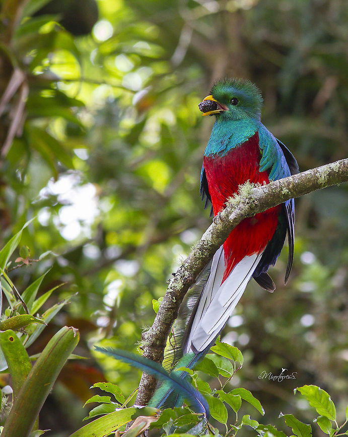 Pharomachrus mocinno Male Pharomachrus mocinno,Resplendent quetzal