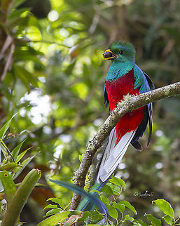 Pharomachrus mocinno Male Pharomachrus mocinno,Resplendent quetzal