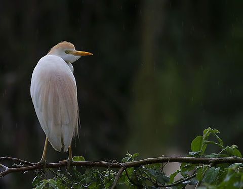 Bubulcus ibis  Bubulcus ibis,Cattle egret