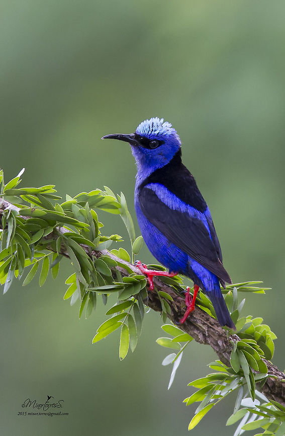 Cyanerpes cyaneus  Cyanerpes cyaneus,Mielero patirrojo,Red legged honeycreeper