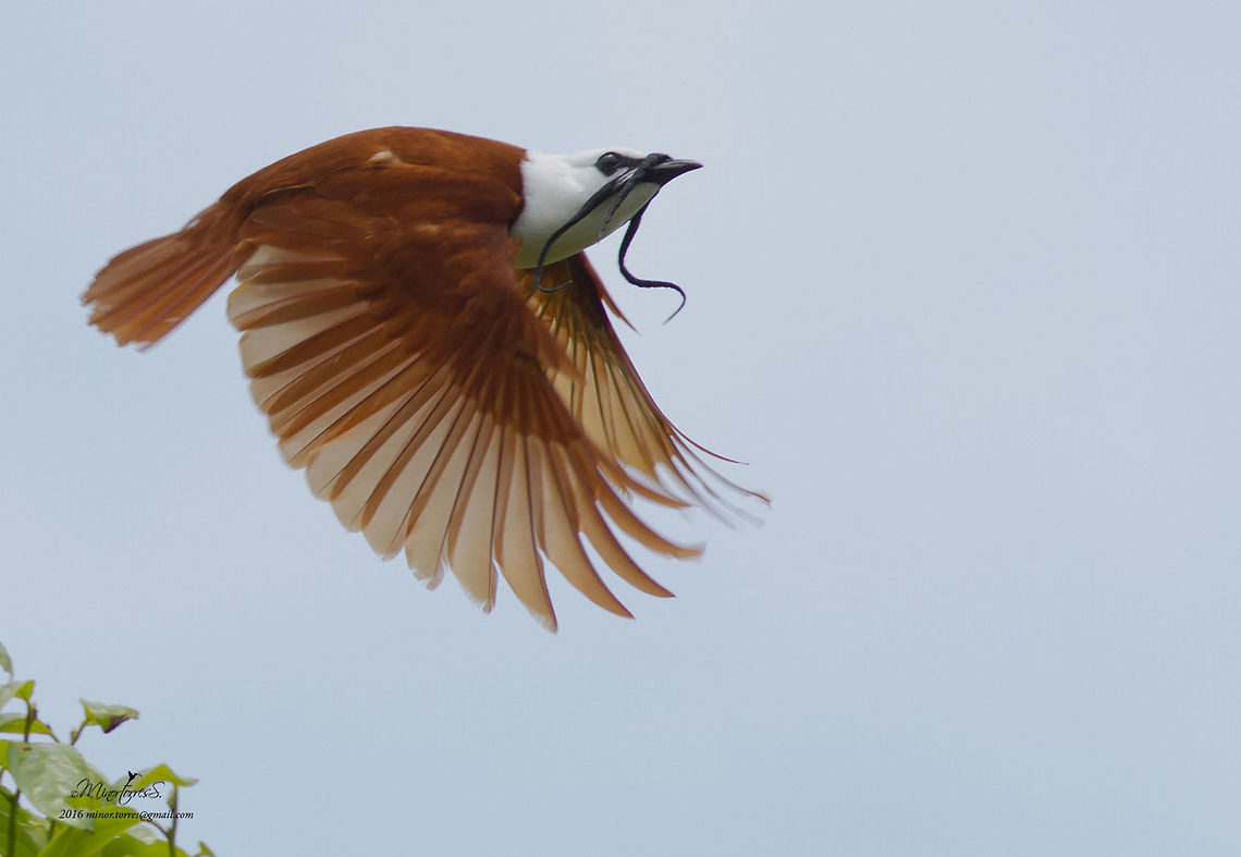 Procnias tricarunculatus  Procnias tricarunculatus,The Manly Bird