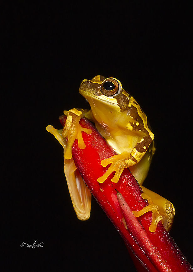 Hyla ebraccata  Dendropsophus ebraccatus