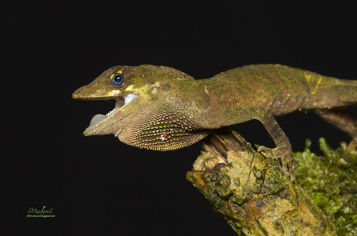 Norops woodi  Anolis woodi,Blue-eyed Anole,Dactyloidae,anolis