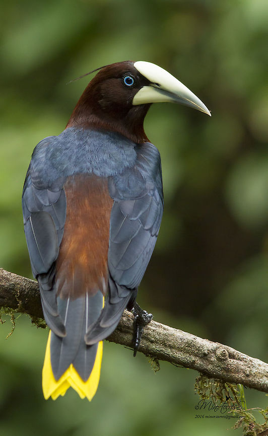Psaracolius wagleri  Chestnut-headed oropendola,Psarocolius wagleri