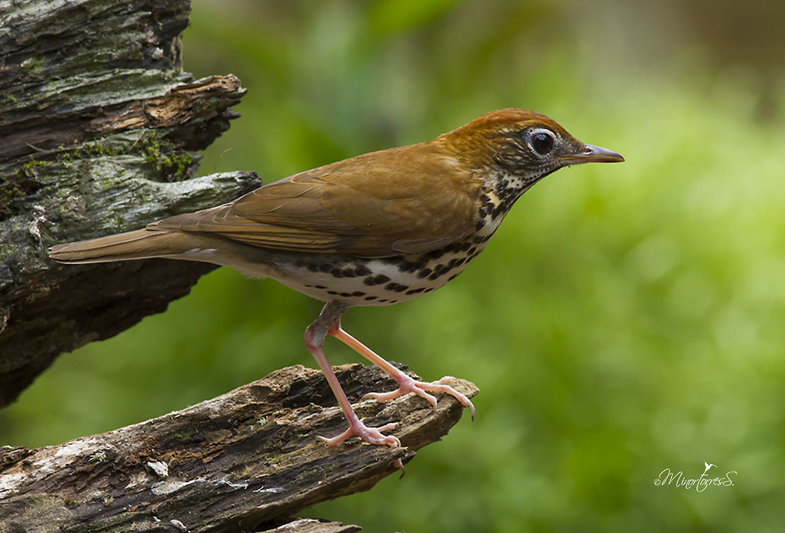 Hylocichla_mustelina  Hylocichla mustelina,Wood thrush