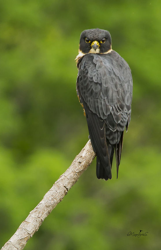 Falco rufigularis  Bat falcon,Falco rufigularis