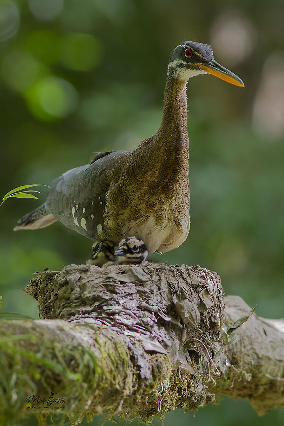 Eurypyga helias  Eurypyga helias,Sunbittern