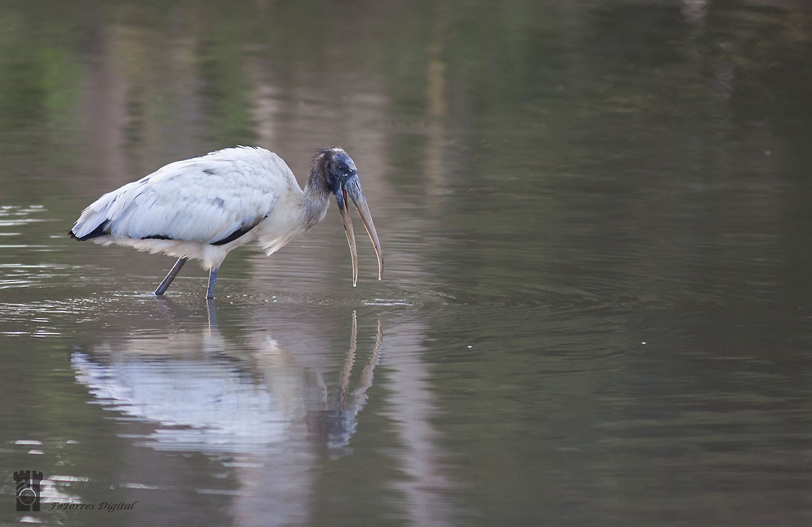 Mycteria americana  Mycteria americana,Wood Stork