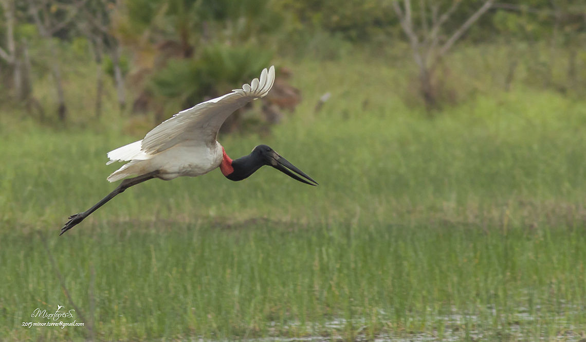 Jabiru mycteria in flight  Jabiru,Jabiru mycteria