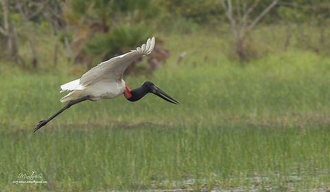 Jabiru mycteria in flight  Jabiru,Jabiru mycteria