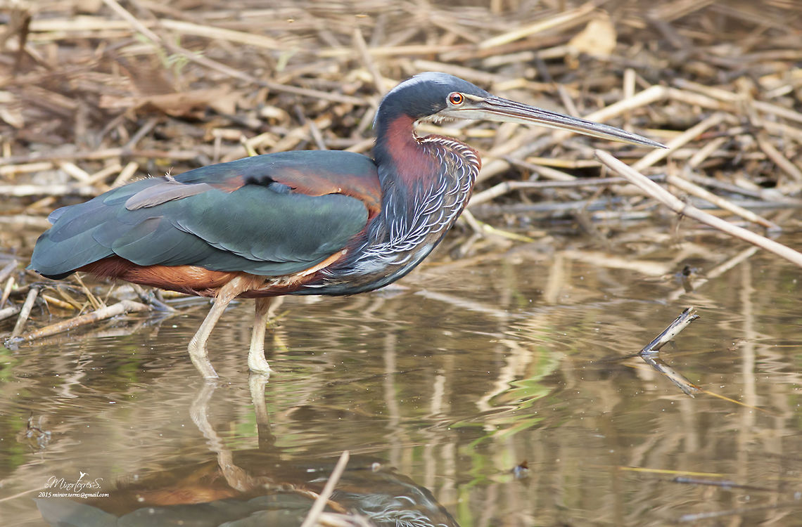 Agami Heron, Costa Rica  Agami Heron,Agamia agami