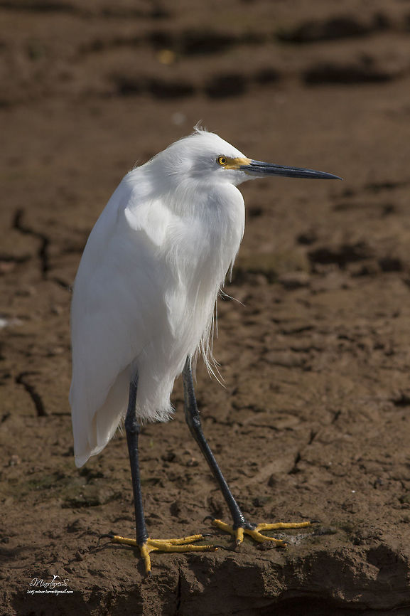 Egretta_thula_5071  Egretta thula,Snowy Egret