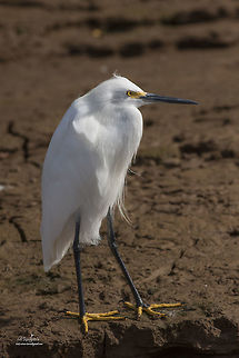 Egretta_thula_5071  Egretta thula,Snowy Egret