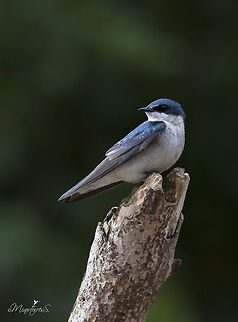 Tachycineta albilinea  Mangrove Swallow,Tachycineta albilinea