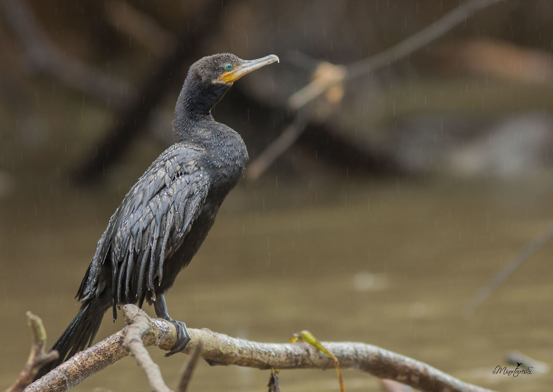Neotropic cormorant during shower  Neotropic cormorant,Phalacrocorax brasilianus
