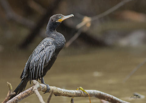 Neotropic cormorant during shower  Neotropic cormorant,Phalacrocorax brasilianus