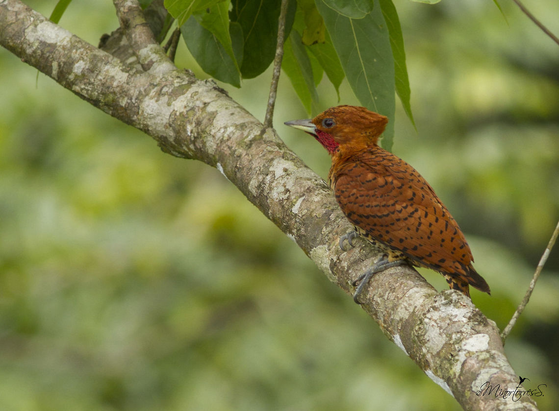 Cinnamon woodpecker  Celeus loricatus,Cinnamon woodpecker