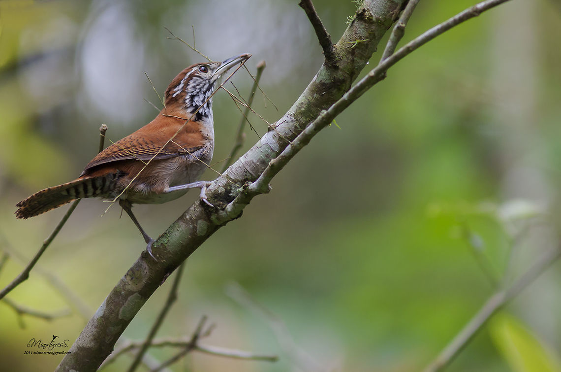 Thryothorus rufalbus  Rufous-and-white wren,Thryophilus rufalbus