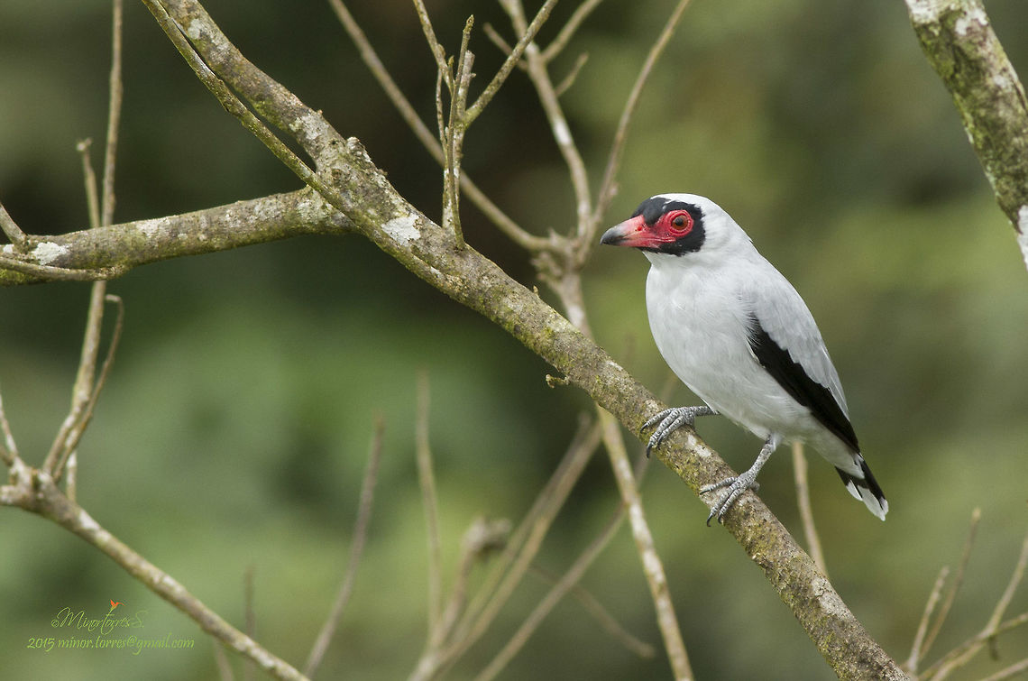 Tityra semifasciata  Masked tityra,Tityra semifasciata