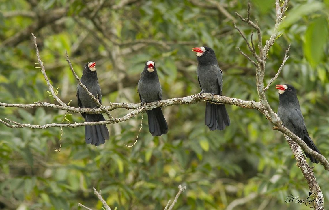 Monasa morphoeus  Monasa morphoeus,White-fronted nunbird