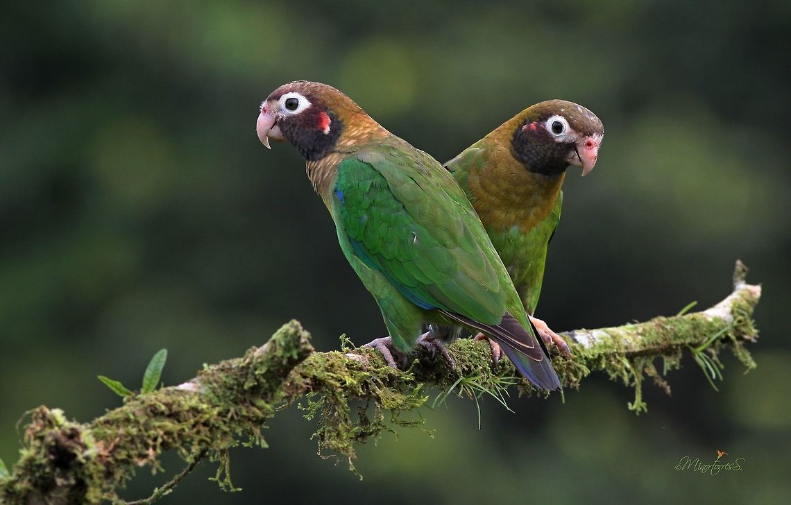 Pyrilia haematotis  Brown-hooded parrot,Pyrilia haematotis