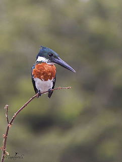 Chloroceryle amazona  Amazon Kingfisher,Chloroceryle amazona