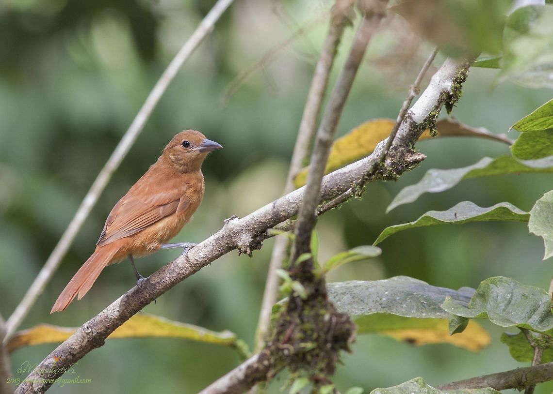 Tachyphonus rufus  Tachyphonus rufus,White-lined tanager