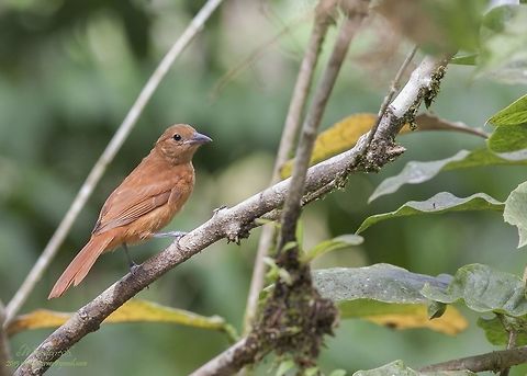 Tachyphonus rufus  Tachyphonus rufus,White-lined tanager