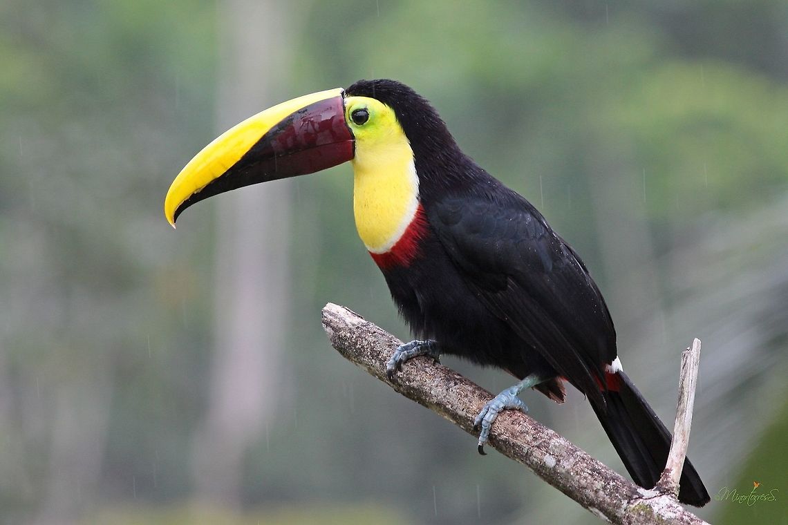 Ramphastos ambiguus  Black-mandibled toucan,Ramphastos ambiguus