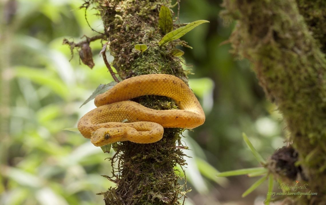 Bothriechis schlegelii  Bothriechis schlegelii,Eyelash Viper