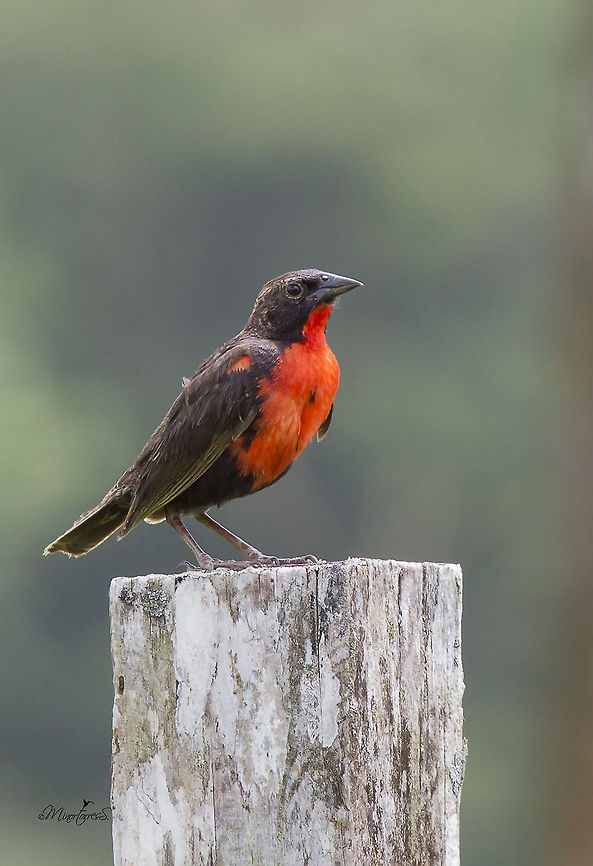 Sturnella militaris  Red-breasted blackbird,Sturnella militaris